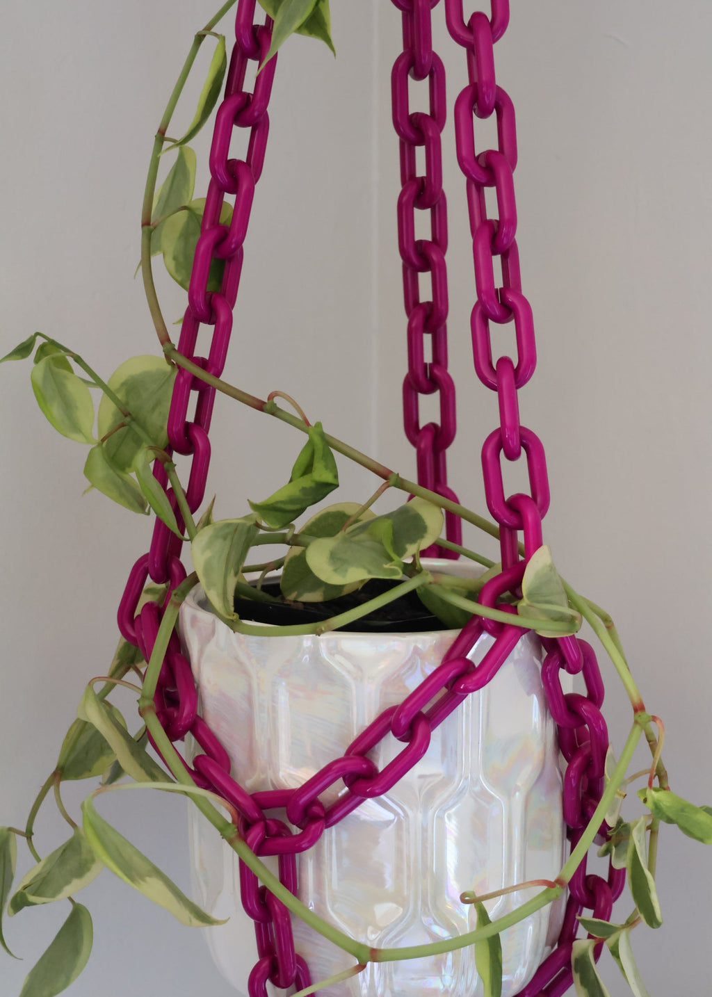 Fuchsia plant chain hanger