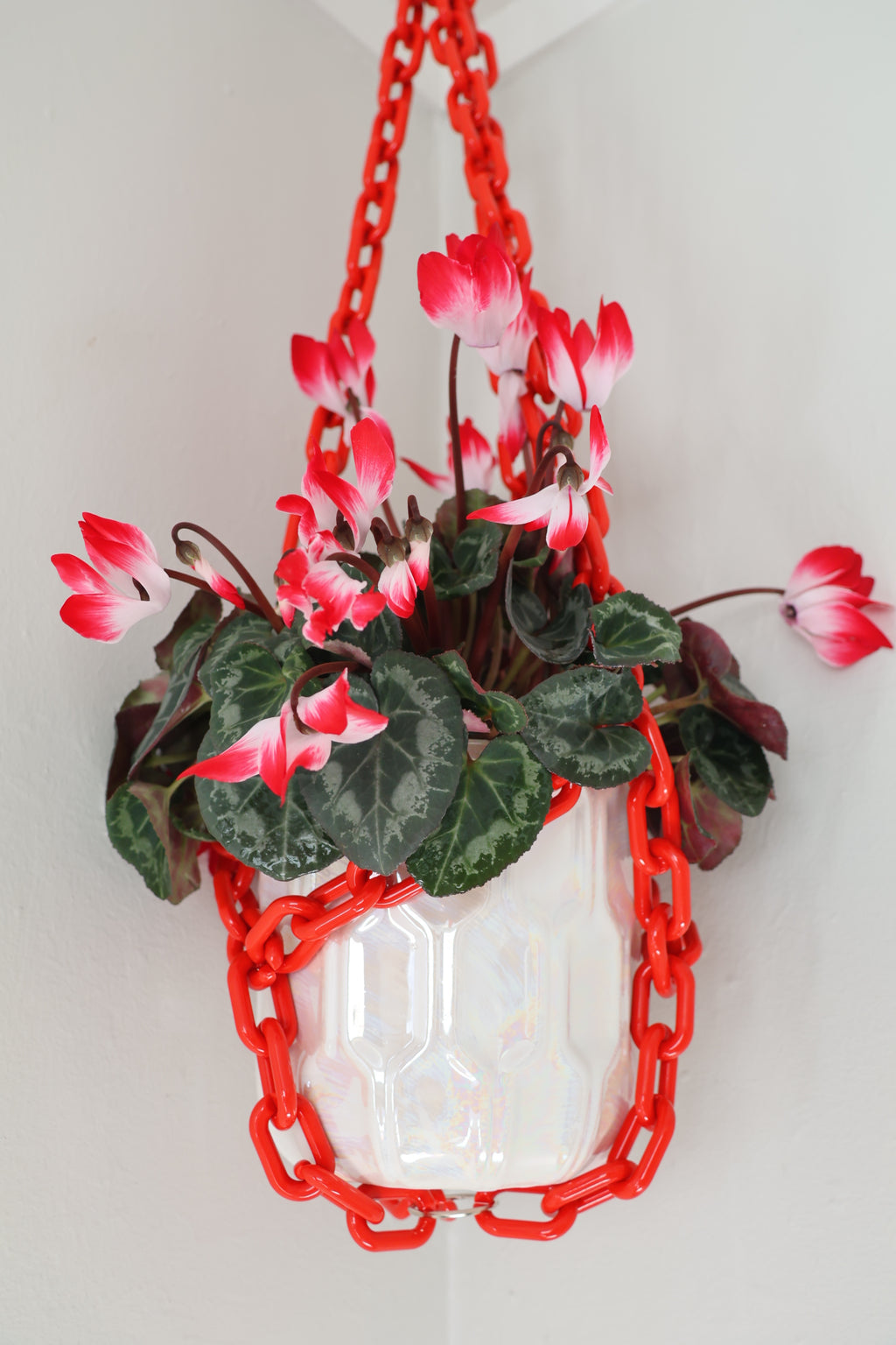Raging Red plant hanger